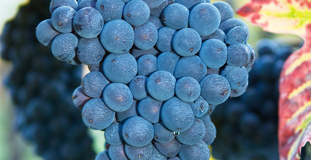 Pinot Noir Weintourismus Wein Wallis